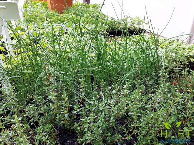 herbs